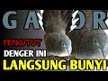 Perkutut Lokal Gacor Pancingan Yang Macet Buny Suara Burung Perkutut Lokal Manggung Mp3 - Mp4 Download
