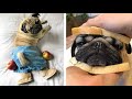 Funniest and Cutest Pug Dog Videos Compilation 2020 #5