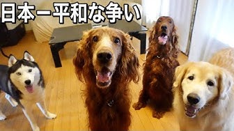 大型犬多頭飼い Youtube 大型犬多頭飼い Youtube