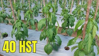 Perawatan cabai usia 40 HST mencegah kriting daun dan hama ulat
