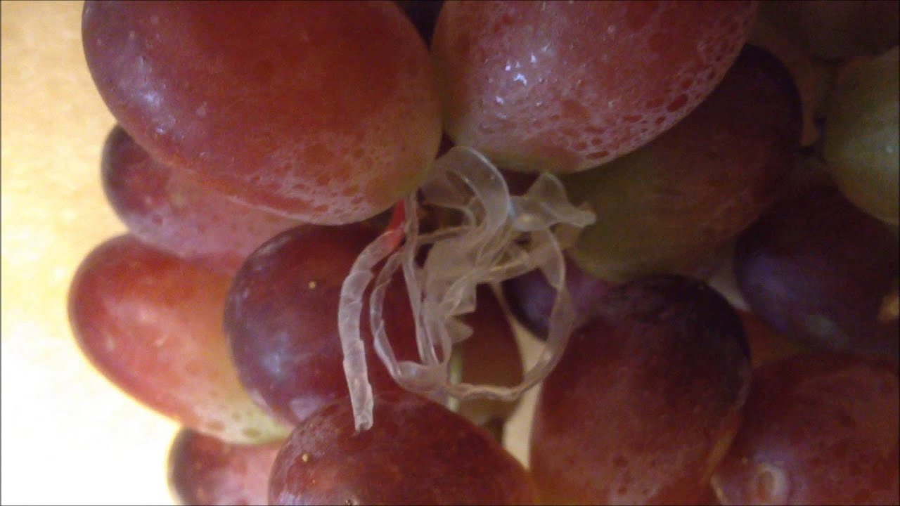 Grapes with worms and tasting fine - YouTube