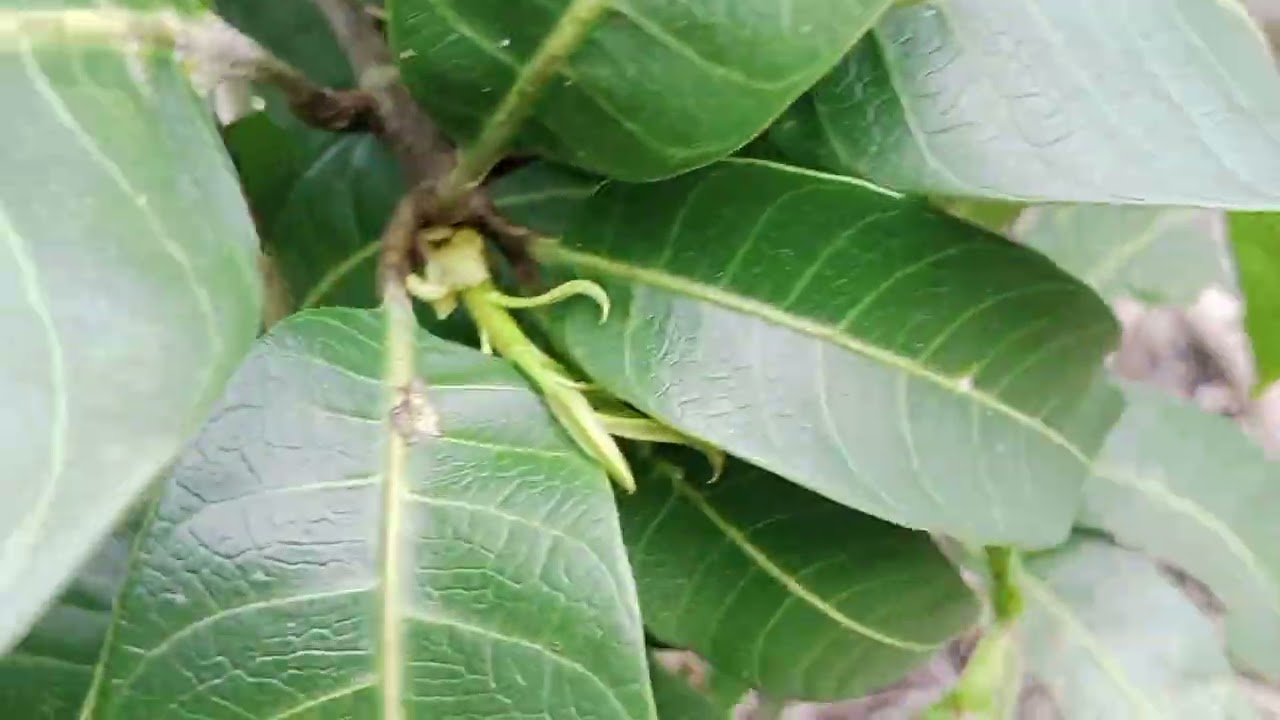 Phung thuốc cử 2 cho xoài đài Loan ra giêng 2026