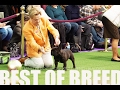 Westminster Dog Show 2017 | French Bulldog | Best of Breed