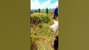 Cắt lúa với cừu bắt chuột