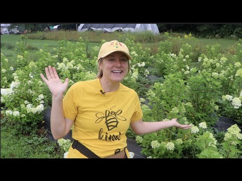 वीडियो: हाइड्रेंजिया फूल। खेती करना