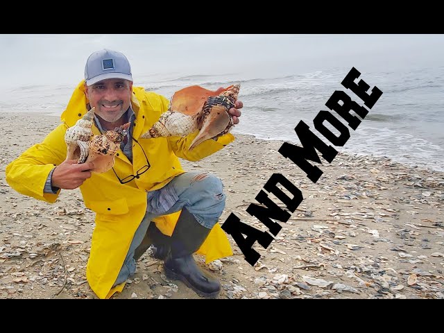 Native American Artifact On The Beach While Shelling Carolina Beach And Unlimited Cool Shells class=