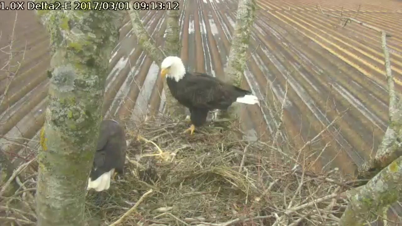 bald eagles in wisconsin Delta2 East view Mar 1, 2017 9:05am