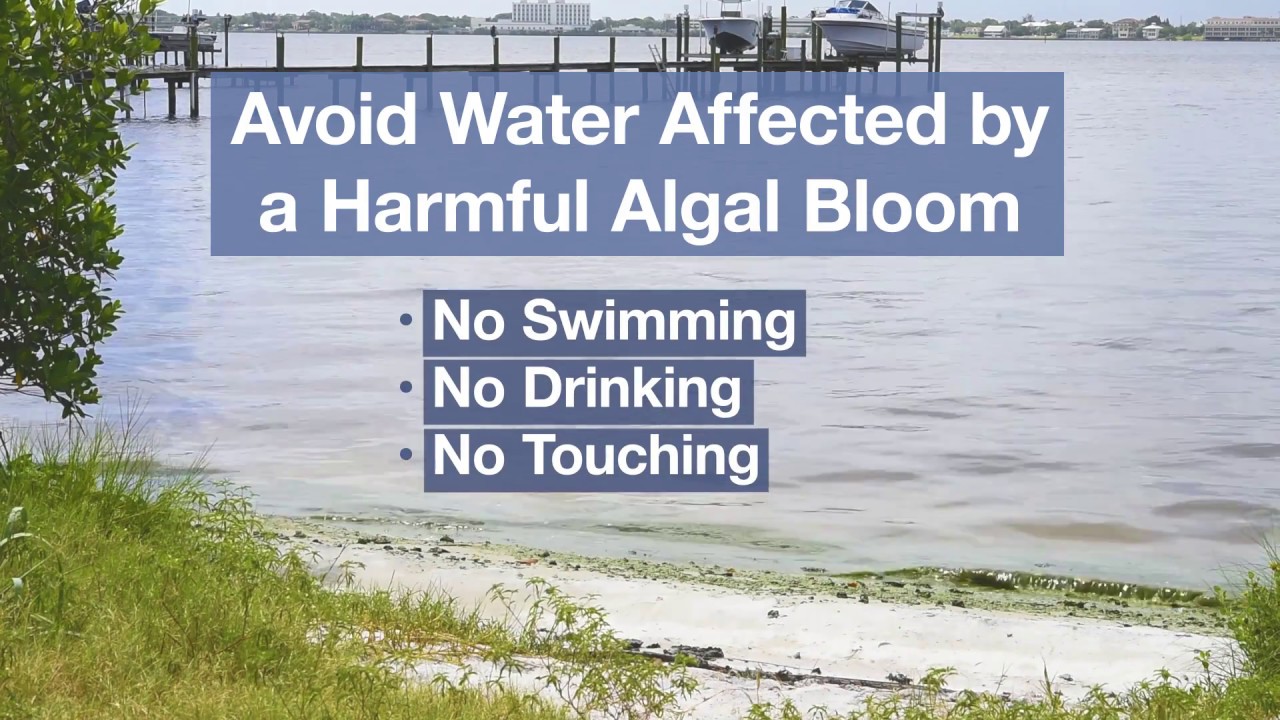 Algal Blooms Can Harm Your Health YouTube