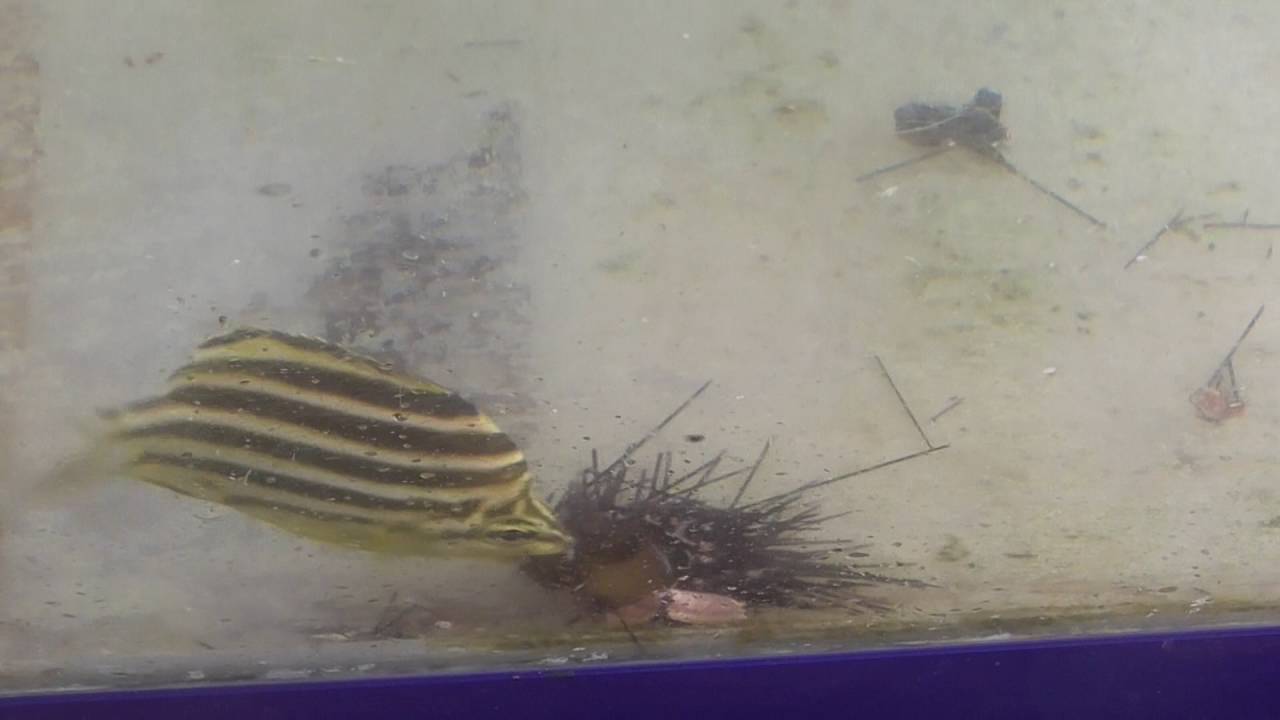 石鯛釣りガイド 仕掛けは 餌は 釣り方のポイントを徹底解説 暮らし の