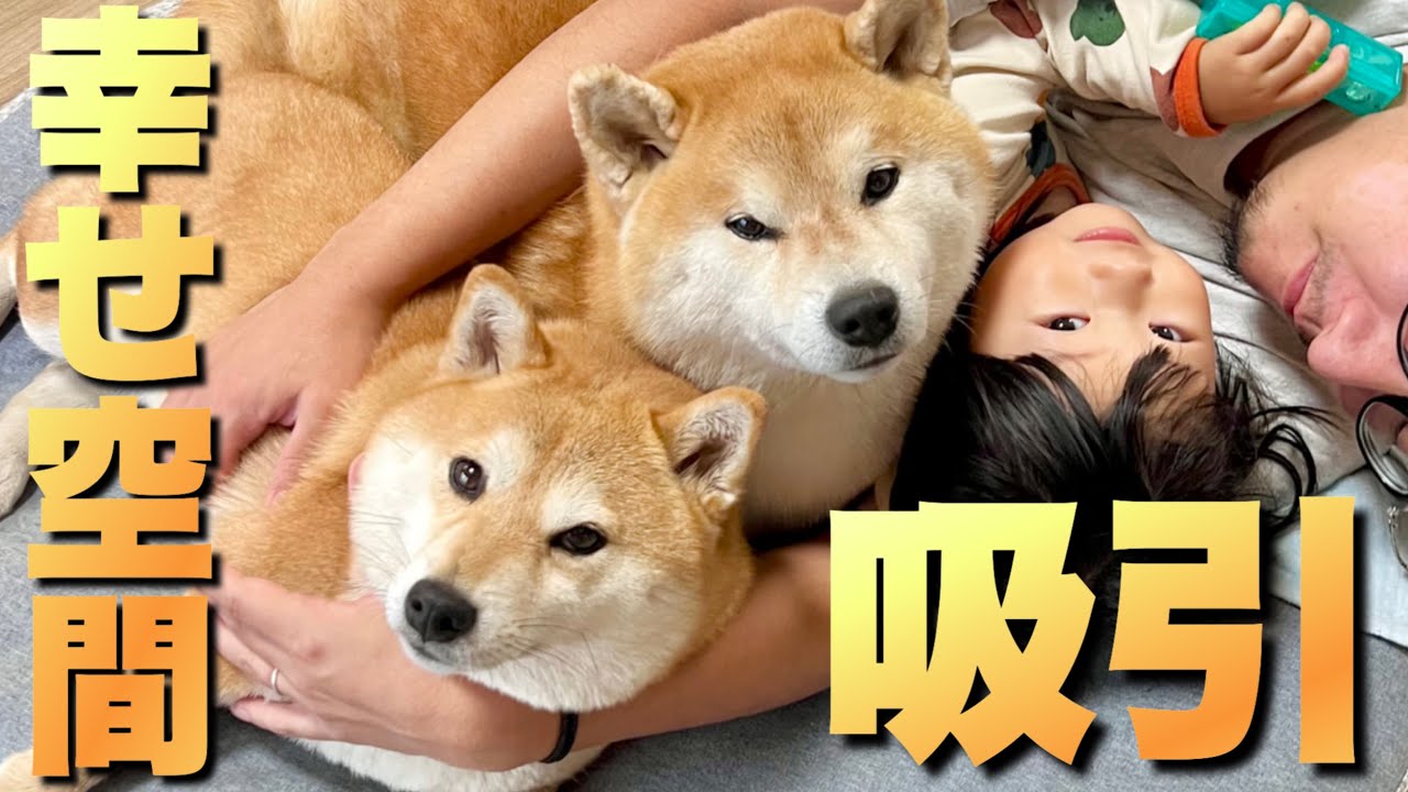 Shiba Inu dogs and a two-year-old child create a happy space just