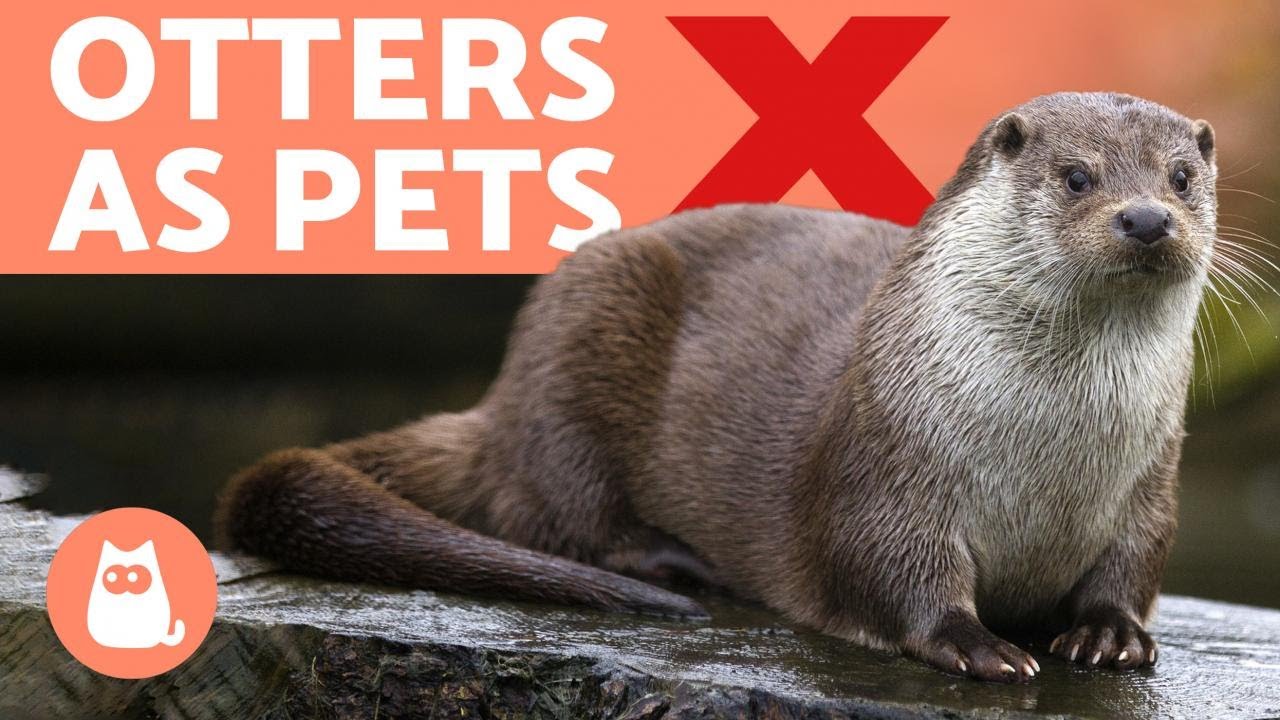 Are Otters Related To Cats Or Dogs?