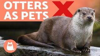 27 Top Images Do Otters Make Good Pets : Otters The Violent Necrophiliac Serial Killing Fur Monsters Of The Sea Vox