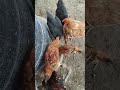 9 September 2025 #murgipalan #chicken #freerangechickens #minivlog #poultryfarming #murgi #newvideo