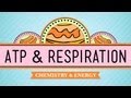 Atp  respiration crash course biologie  7