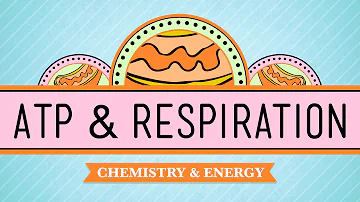 ATP & Respiration: Crash Course Biology #7