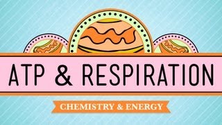 ATP & Respiration: Crash Course Biology #7(In which Hank does some push ups for science and describes the 