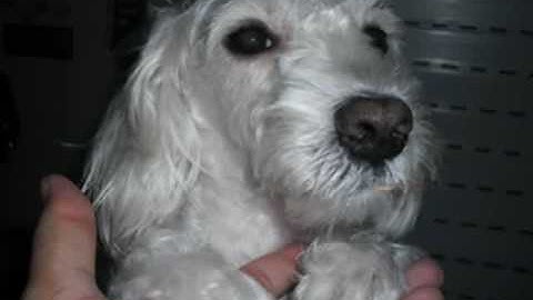 Crazy Talk  Lily4.wmv