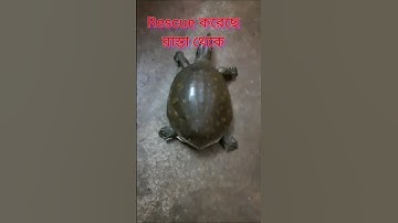 Turtle 😊 কচ্ছপ😊 Indian flapshell Turtle ❤️#shorts #viral #trending #youtubeshorts #turtle