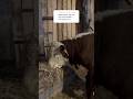 Кучеряво живет - ест, пьет #герефорд #бык #Май #жизнь #здоровье  #настроение #ферма #животные #лайк