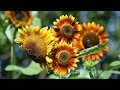 How to Grow Sunflowers for your Cut Flower Garden // Northlawn Flower Farm