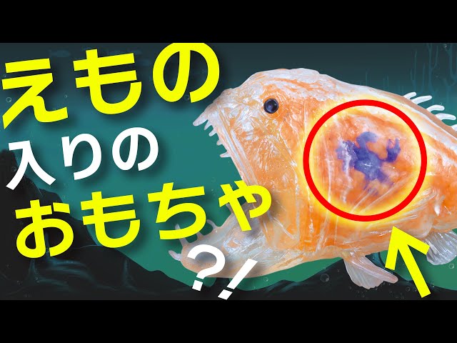  気難しいオレンジの魚 気難しいオレンジの魚 3CW3LHLBBZN6DF6UNUEWP5YGHQ.jpg
