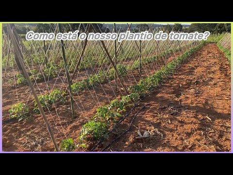 Como está o nosso plantio de Tomate?  Atualização 🙏🏼🤠 #agro #agricultura 