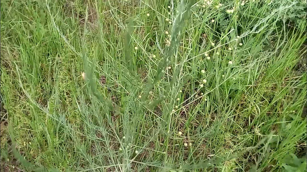 Дикая спаржа фото