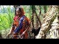 Goat Caring And Feeding Sugar-Cane Leaf || Village Wife Search Grass For Goat