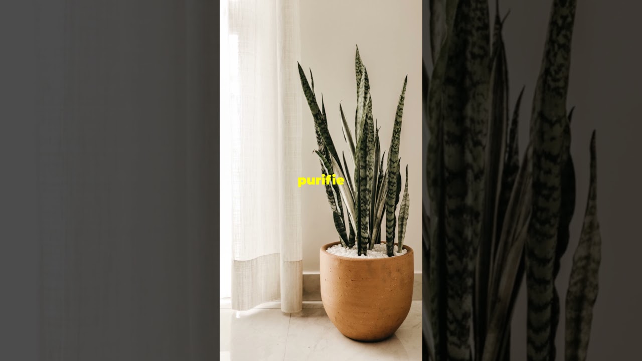 LA PLANTE INCASSABLE POUR DÉBUTANTS !