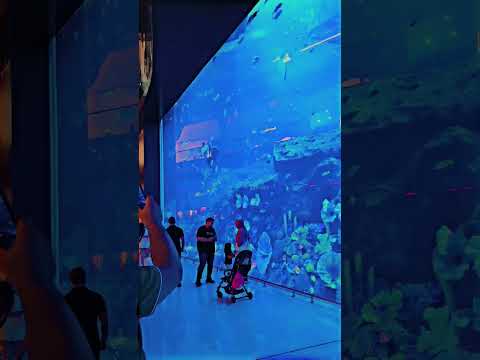 Dubai Aquarium & Underwater Zoo #dubairain #dubaimall #dubaiaquarium #worldtour