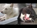 Dog Had To Stalk This Cat Not Because Of Love, But For Other Reason | Kritter Klub