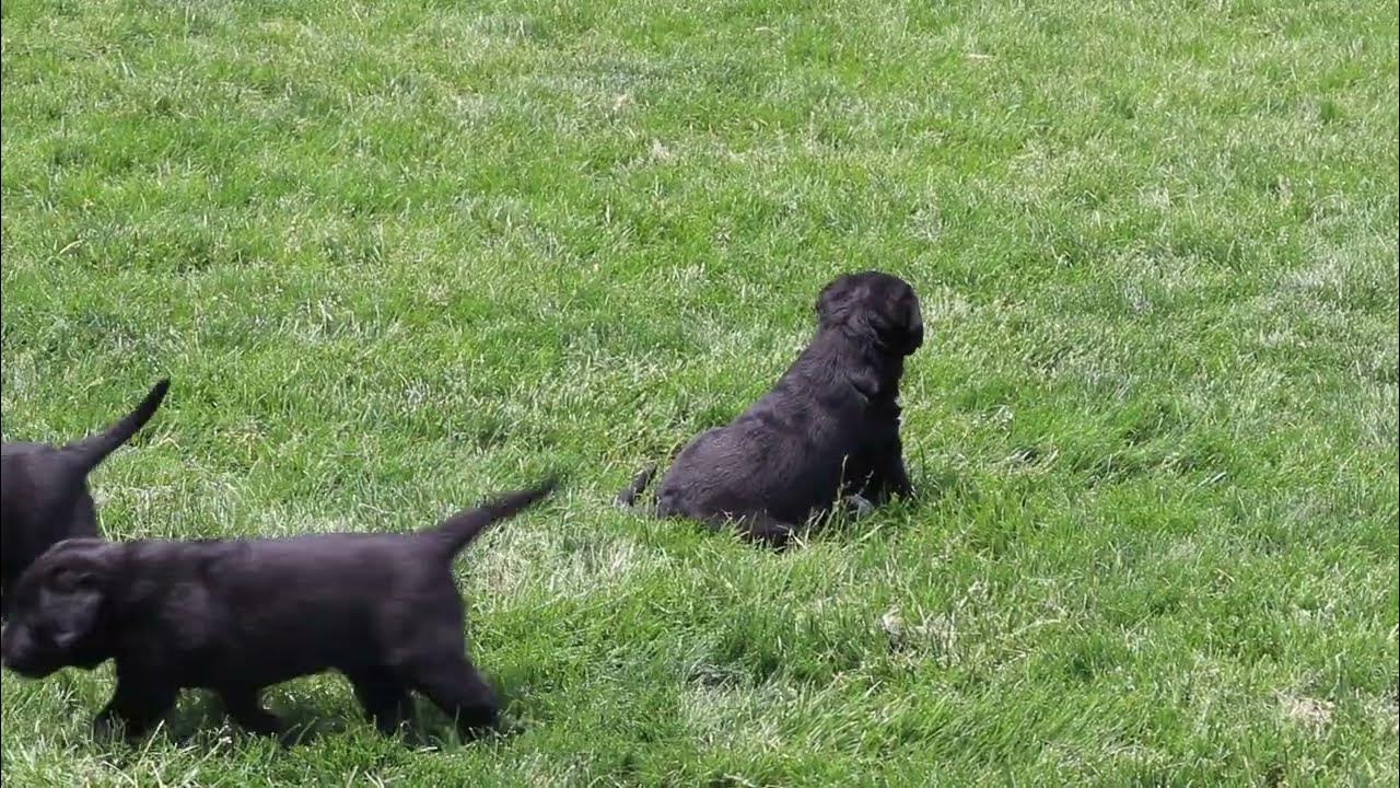 Lab Mix Puppies For Sale YouTube