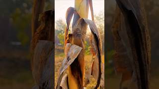 Homra kileka Pear Shubu ki Time Video #kile #ka #Pear #Shubu #ki #Time #video #shorts #viral