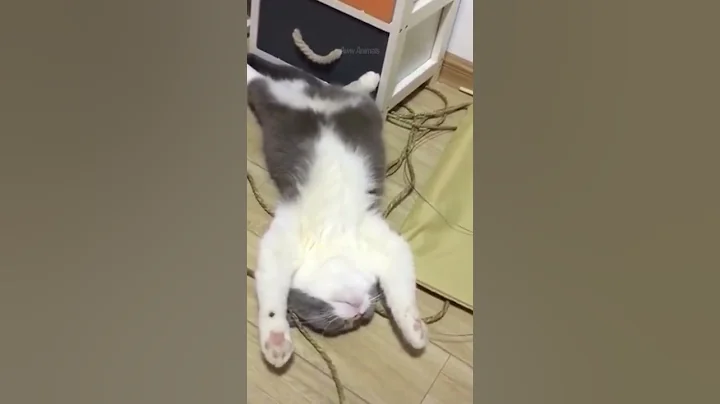 Watch the video about Cute Cat Compilation Funny Kitty Videos Episode 72 #shorts #CuteAnimals #CuteKitty