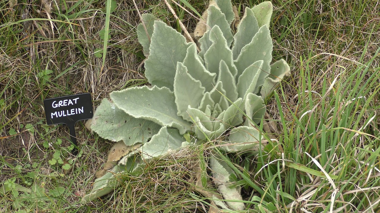 good great Mullein aka cowboys toilet paper plant Lackford