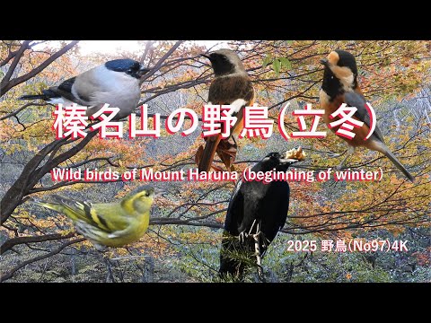 2025 野鳥(No97)4K榛名山の野鳥(立冬) Wild birds of Mount Haruna