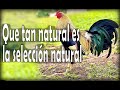 Que tan natural es la selección natural