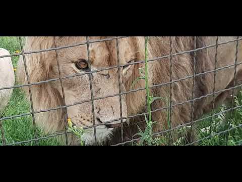 Угощение заколесных львов.