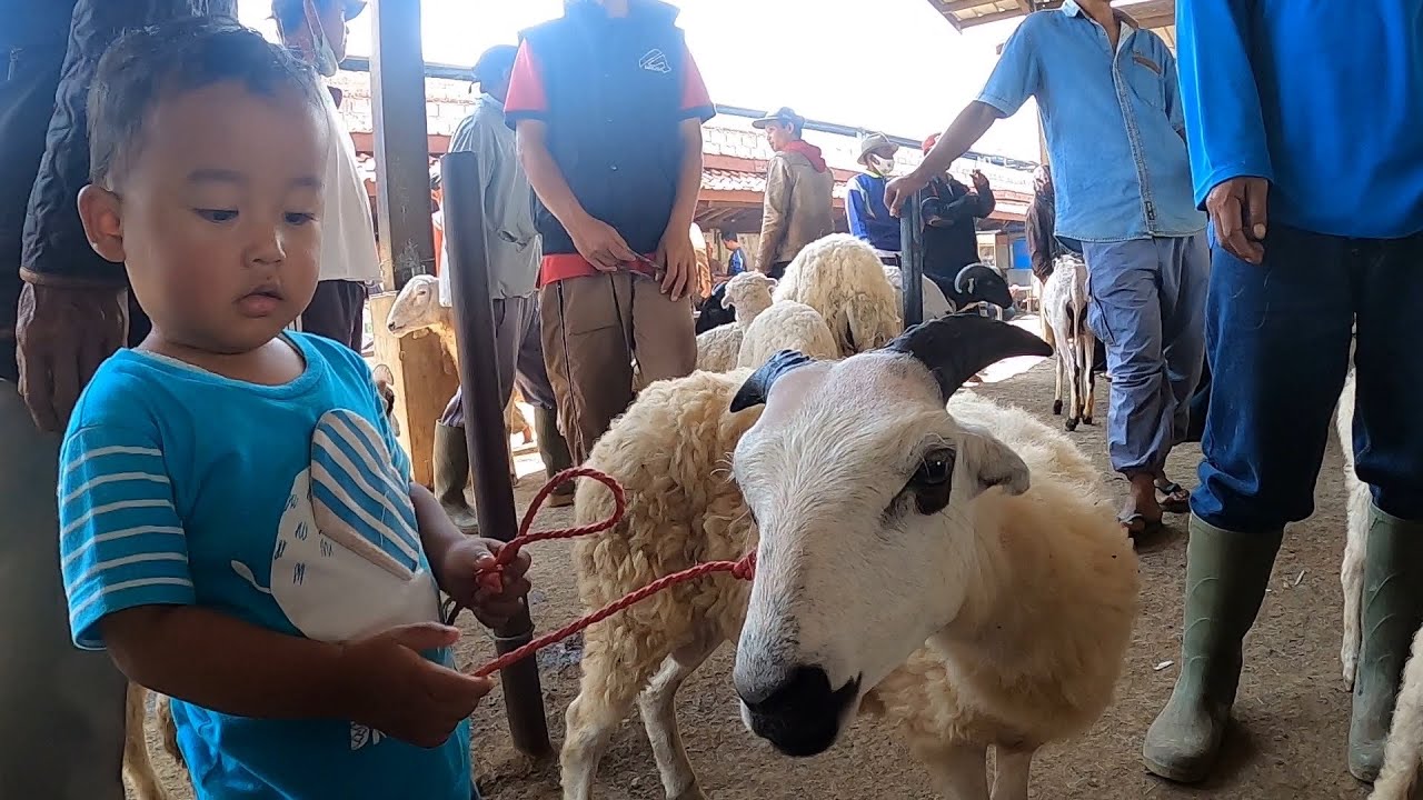 Sampai Tersungkur, Belanja DOMBA GARUT Di PASAR ANDIR 😅|| the biggest sheep market in west java