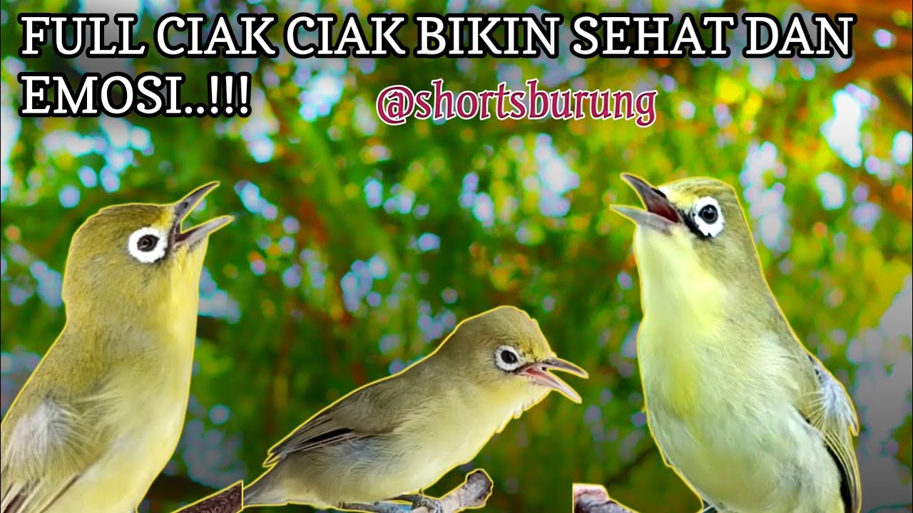 MASTERAN KECIAL KUNING LOMBA SUARA CIAK CIAK JOSS || TERAPI KECIAL KUNING MALAS BUNYI
