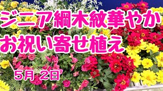 赤・黄色で華やかに会社設立50周年のお祝い寄せ植え　#プランツギャザリング