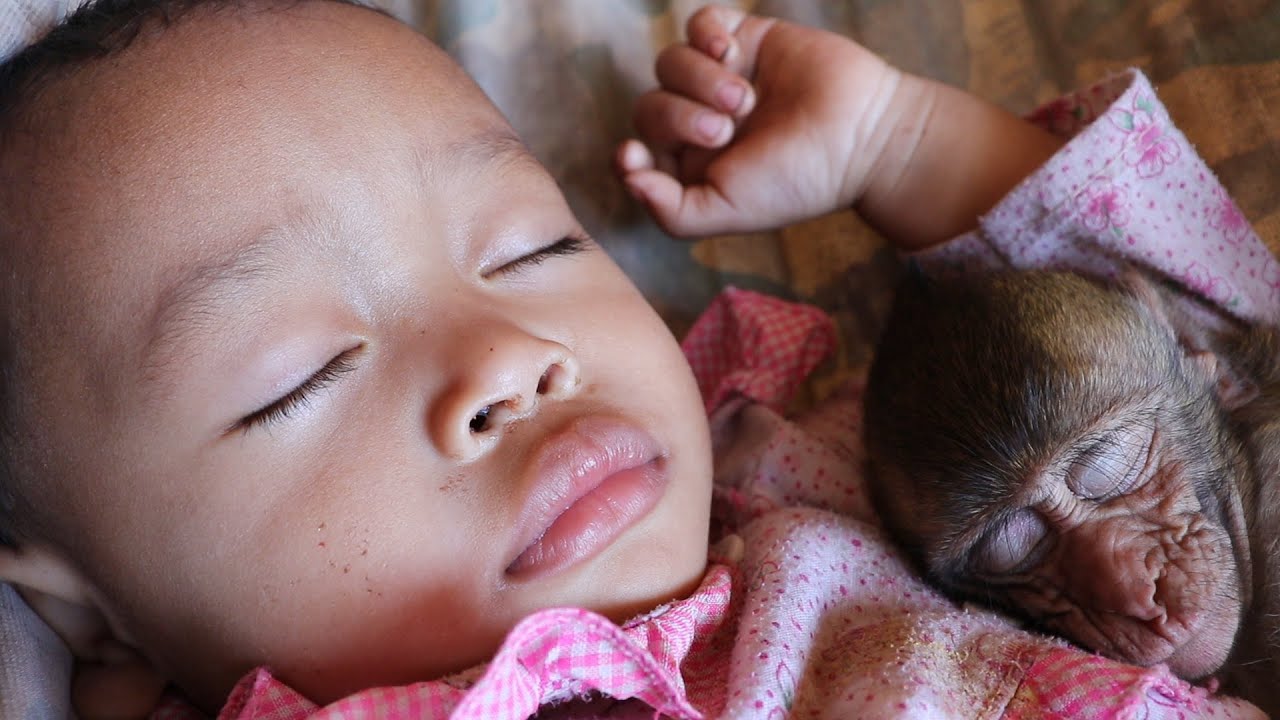Relaxing Midday, Lovely Baby Monkey Nona Top Sleeping Hug Brother On Hammock| Sweet Monkey Sleeping