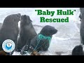 "Baby Hulk" Rescued