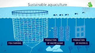 Ocean Forest - Sustainable aquaculture