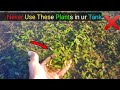 Why You Should Not Use Wild Aquarium Plants in Your Aquariu | CrazyF India