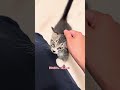 子猫の匂いを大人猫に嗅いでもらう #猫 #cat #cat #子ネコ #ねこチャック