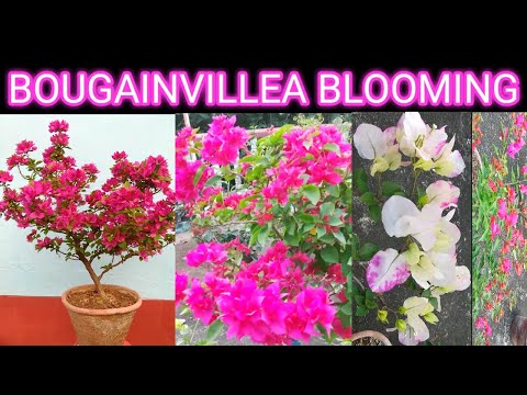 Βίντεο: Bougainvillea, ταχέως αναπτυσσόμενη και γραφική