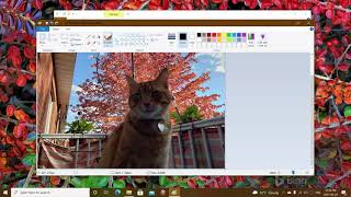 How to resize a picture quickly using Paint app in Windows 10 11 screenshot 4