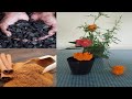 uso del carbón y canela  para tus plantas abono orgánico