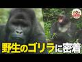 【森の巨人】霊長類最強！ゴリラも木に登るって本当？知能の高さと家族への優しさが溢れるゴリラの真の姿とは!?【どうぶつ奇想天外／WAKUWAKU】